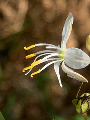 Corynotheca