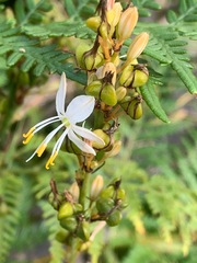 Corynotheca