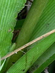 Corynotheca