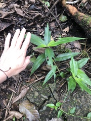 Commelineae