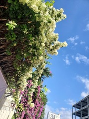 Bougainvillea spectabilis