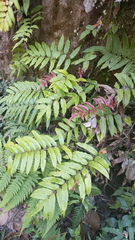 Phanerophlebia