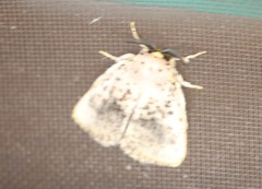 Desmeocraera basalis