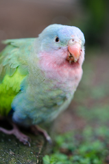 Polytelis alexandrae