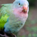 Princess Parrot - Photo (c) Sue Jaggar, some rights reserved (CC BY-NC-ND), uploaded by Sue Jaggar
