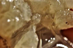 Procambarus simulans