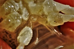 Procambarus simulans