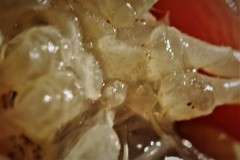 Procambarus simulans