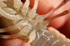 Procambarus simulans