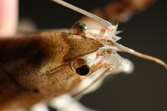 Procambarus simulans