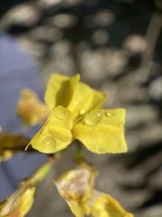 Goodenia decurrens