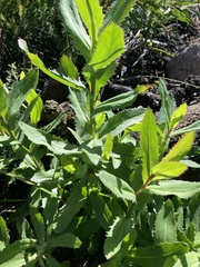 Goodenia decurrens