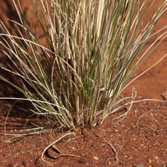 Austrostipa nitida