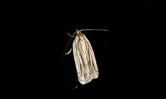 Agonopterix umbellana