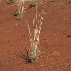 Austrostipa nitida
