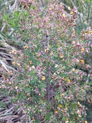 Pultenaea juniperina
