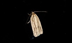 Agonopterix umbellana