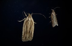 Agonopterix umbellana