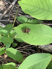 Polytremis lubricans