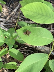 Polytremis lubricans