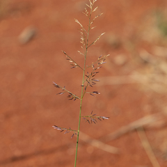 Eragrostis lacunaria
