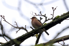Fringilla coelebs