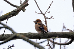 Coccothraustes coccothraustes