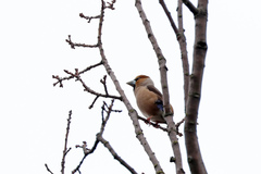 Coccothraustes coccothraustes