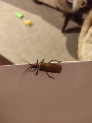 Ochrocydus huttoni