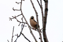Coccothraustes coccothraustes