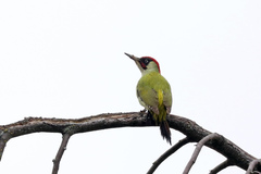Picus viridis