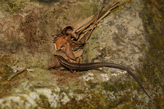 Scincella formosensis