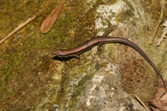 Scincella formosensis