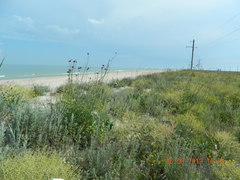 Centaurea scabiosa adpressa