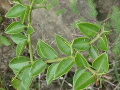 Carissa bispinosa