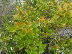 Carissa bispinosa