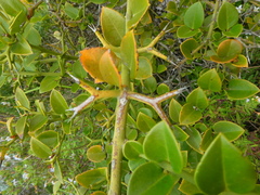 Carissa bispinosa