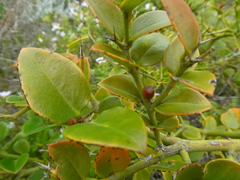 Carissa bispinosa