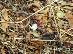 Colotis danae dulcis