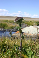 Sajanella monstrosa