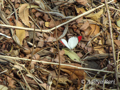 Colotis danae dulcis