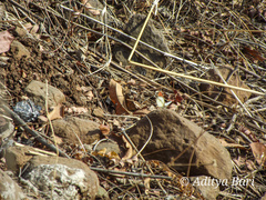 Colotis danae dulcis