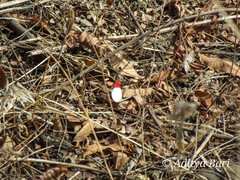 Colotis danae dulcis