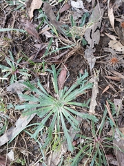 Plantago coronopus coronopus