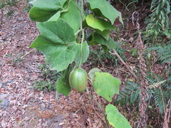 Trichosanthes subvelutina