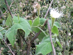 Trichosanthes subvelutina