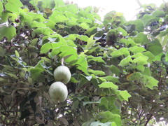 Trichosanthes subvelutina