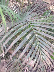 Dypsis lutescens
