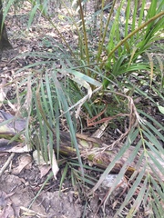 Dypsis lutescens