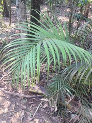 Dypsis lutescens